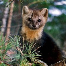 Схема вышивки «соболь»