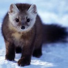 Схема вышивки «Соболюшка»