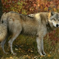 Схема вышивки «волк 1»