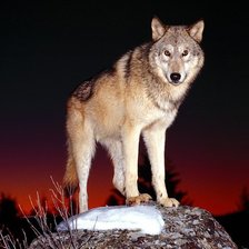 Схема вышивки «волк 2»