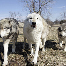 Схема вышивки «волк 6»