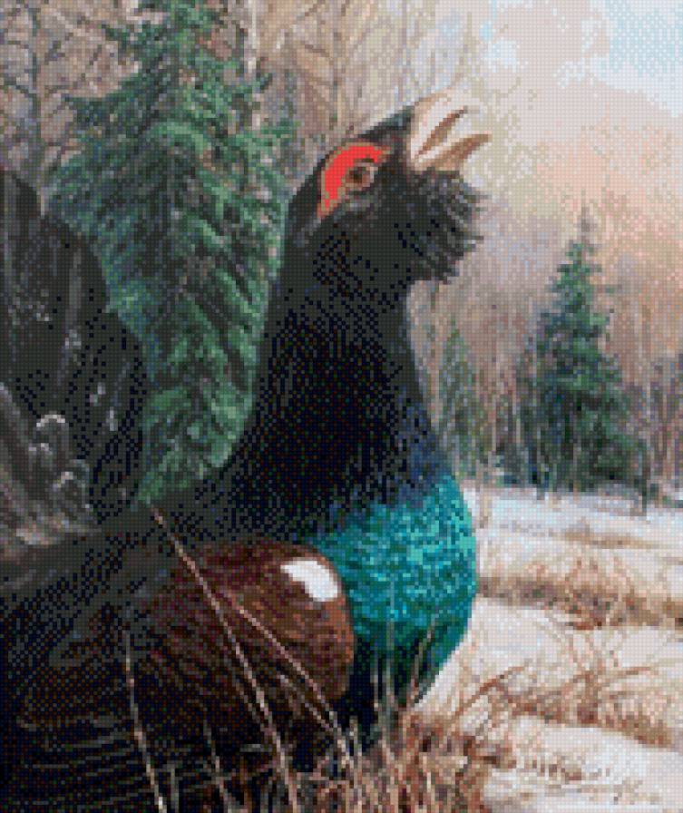 Глухарь - предпросмотр