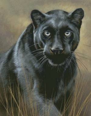 Пантера - коты, хищники, животные - оригинал