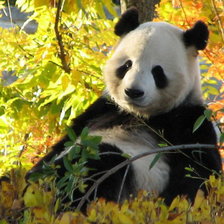 Схема вышивки «медведь 4»