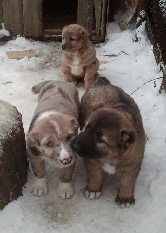 щенки - оригинал