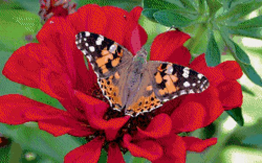 бабочка - предпросмотр