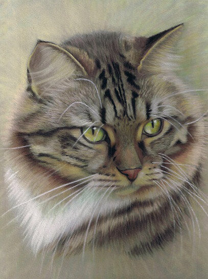 портрет - глаза, кошка, кот, живопись - оригинал