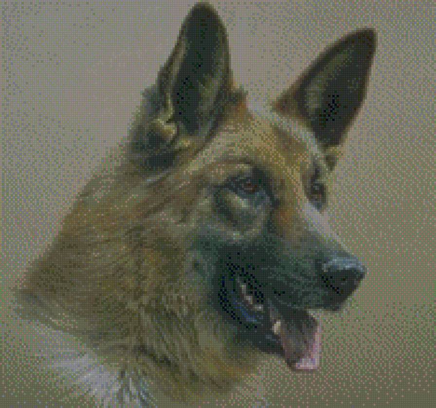 мухтар - немецкая овчарка - предпросмотр