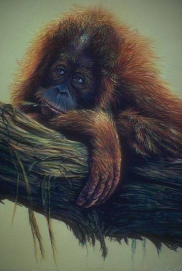 орангутанг - оригинал