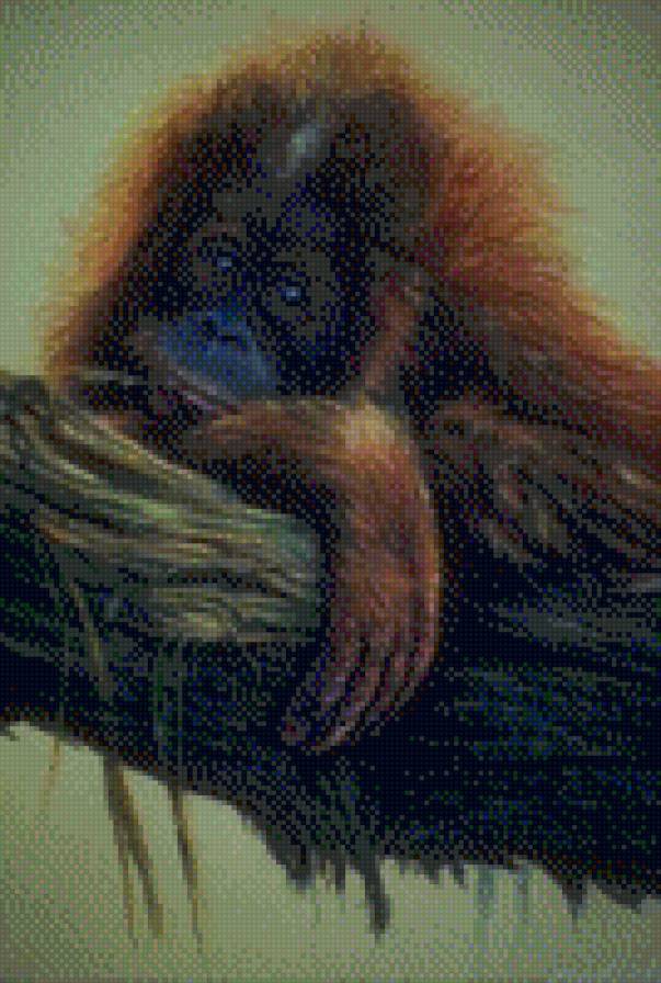 орангутанг - предпросмотр