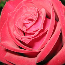 Схема вышивки «роза 1из4(3)»