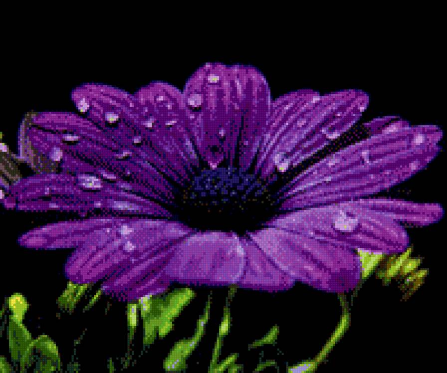 Фиолетовая гербера - цветок, гербера, на черном - предпросмотр
