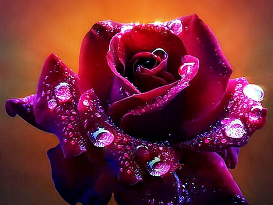 роза и роса - капля, вода, цветы - оригинал