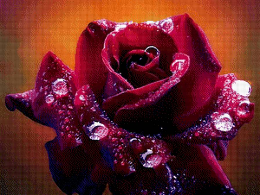 роза и роса - вода, капля, цветы - предпросмотр