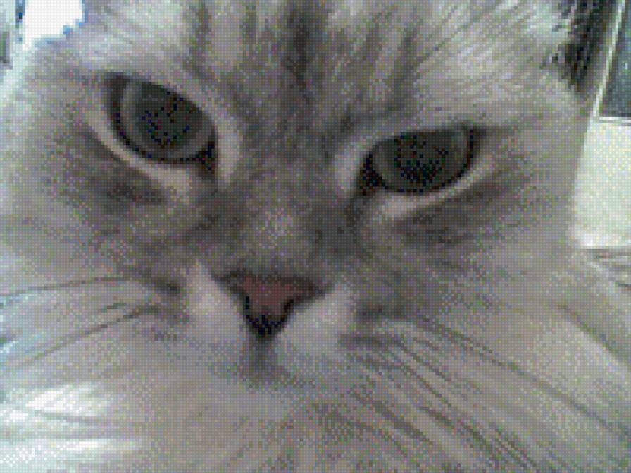 босс - 72 цвета - предпросмотр