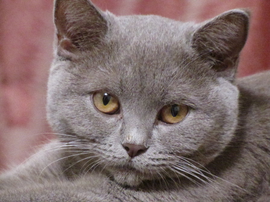 жужа - оригинал