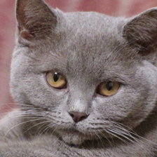 Схема вышивки «жужа»