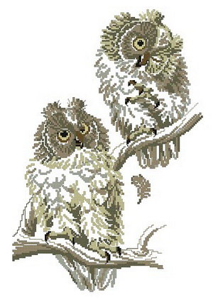 Совушки - сова, птицы - оригинал