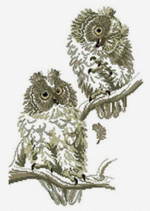 Совушки - птицы, сова - предпросмотр
