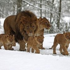 Схема вышивки «львиное семейство»