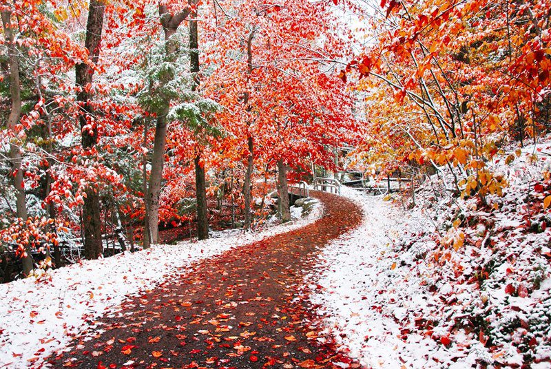 Первый снег - деревья, снег, осень, лес, природа - оригинал