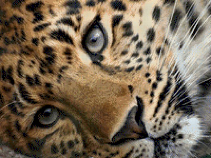 KISA - предпросмотр