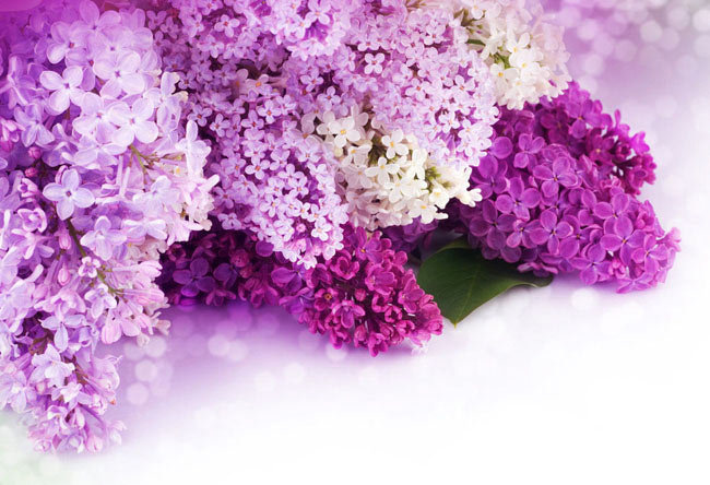 SIREN - оригинал