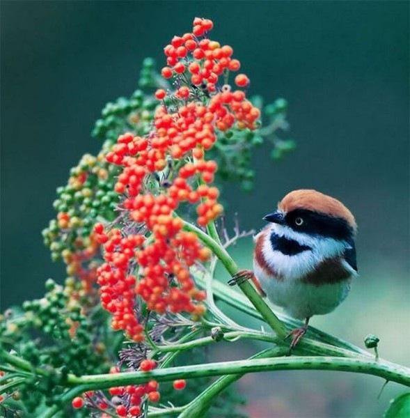 Птичка - осень, лес, природа, ягоды, птица - оригинал