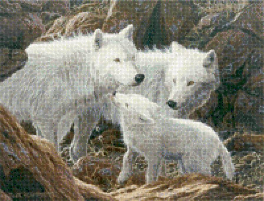 Семья - волки, животные, семья - предпросмотр