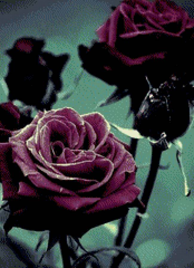 Розы - розы, цветы - предпросмотр