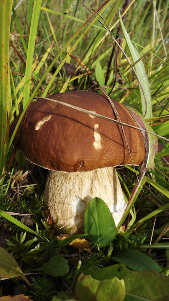 Дары леса - грибы, осень - оригинал