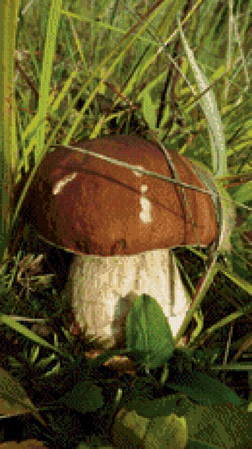 Дары леса - грибы, осень - предпросмотр