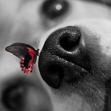 Схема вышивки «Носик»