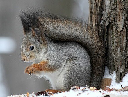 Белочка - животные, белки - оригинал