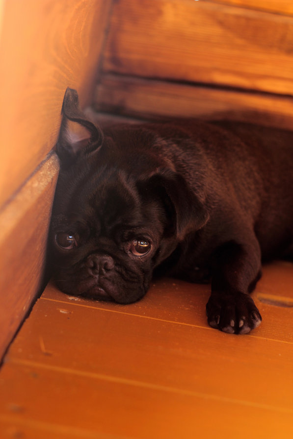 Донека - мопс, собака - оригинал