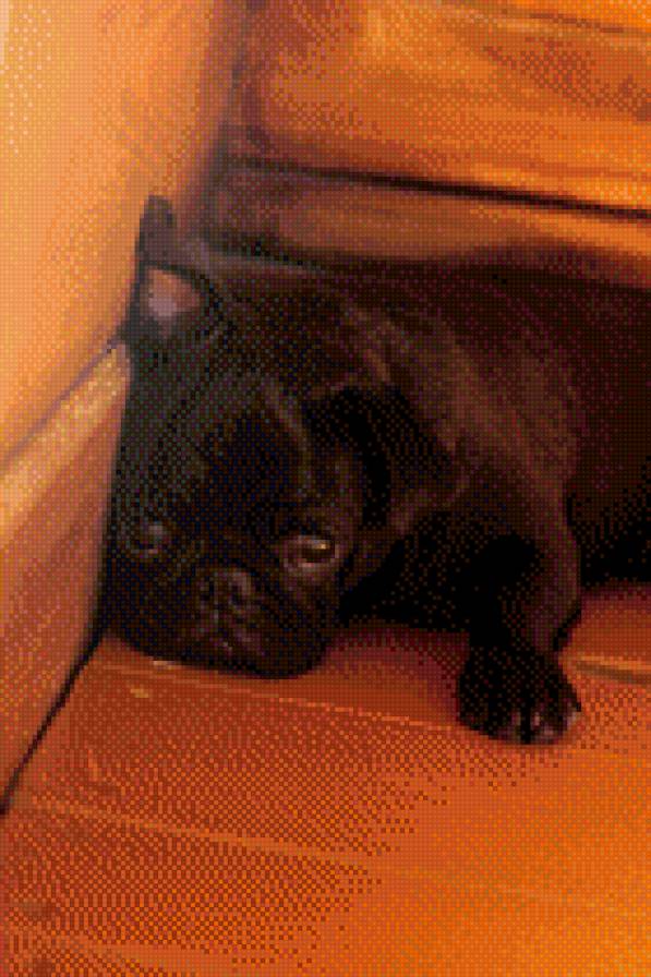 Донека - собака, мопс - предпросмотр