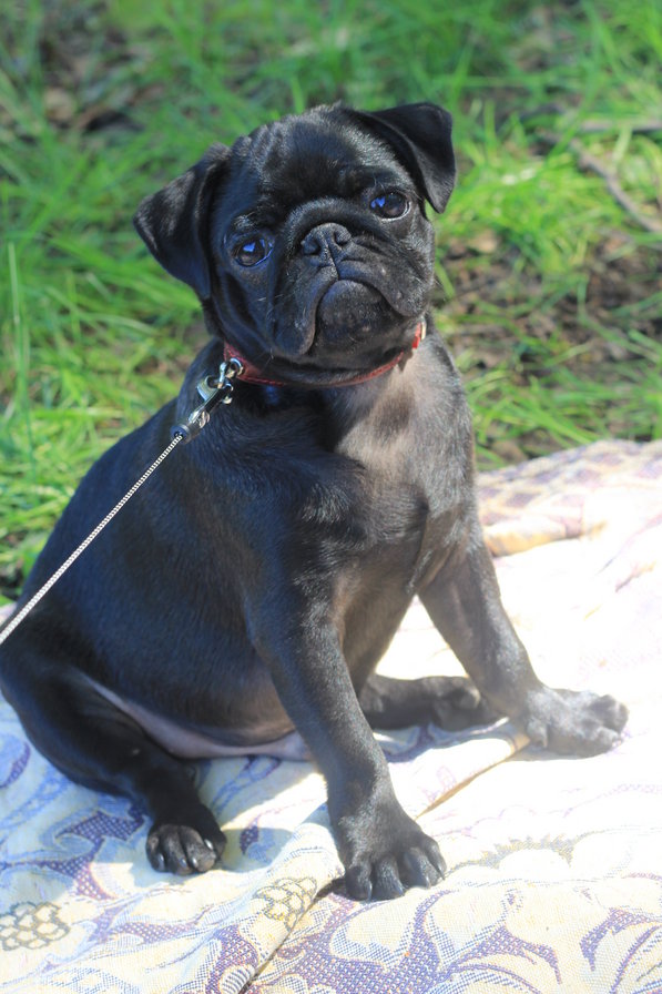 донка - мопс, собака - оригинал