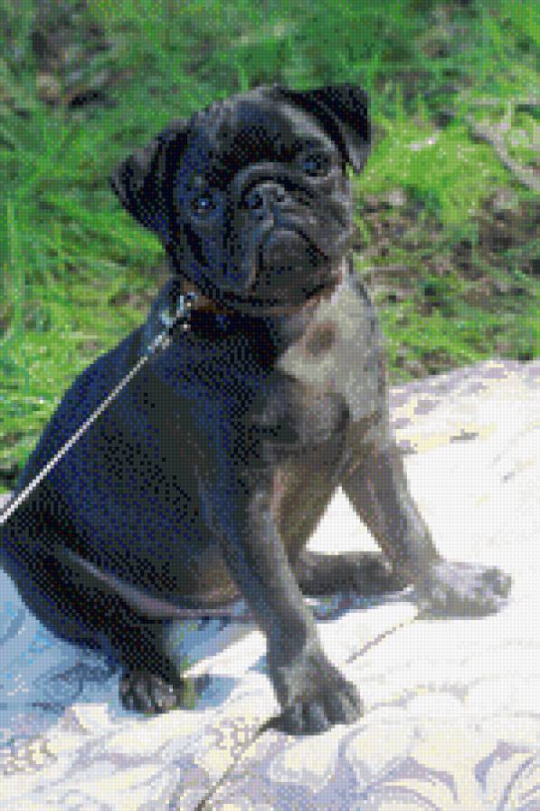 донка - мопс, собака - предпросмотр