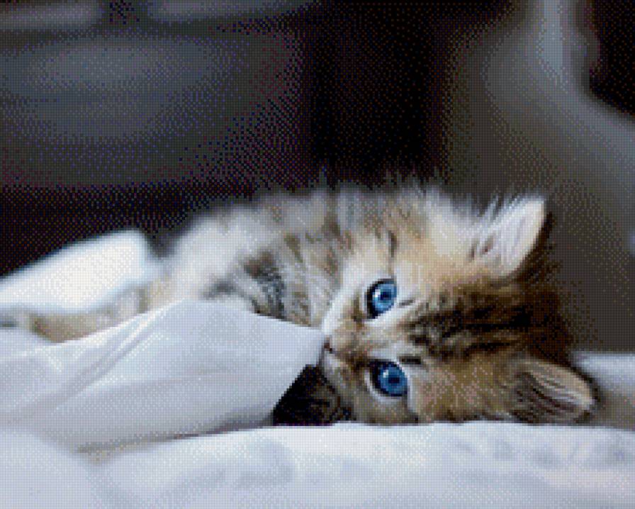 Котенок - кот, глаза, котенок - предпросмотр