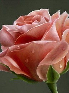 роза - оригинал