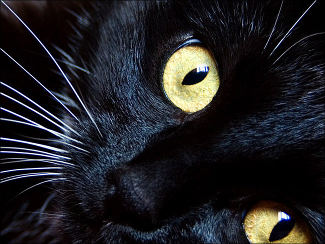 Кошачьи клазки - кот, глаза - оригинал