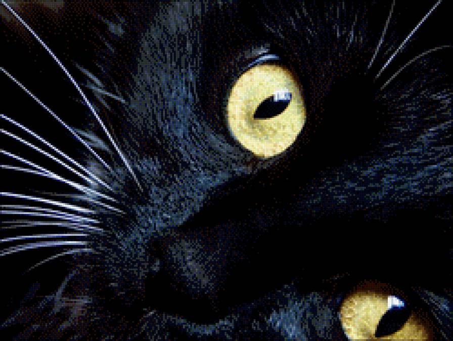 Кошачьи клазки - глаза, кот - предпросмотр