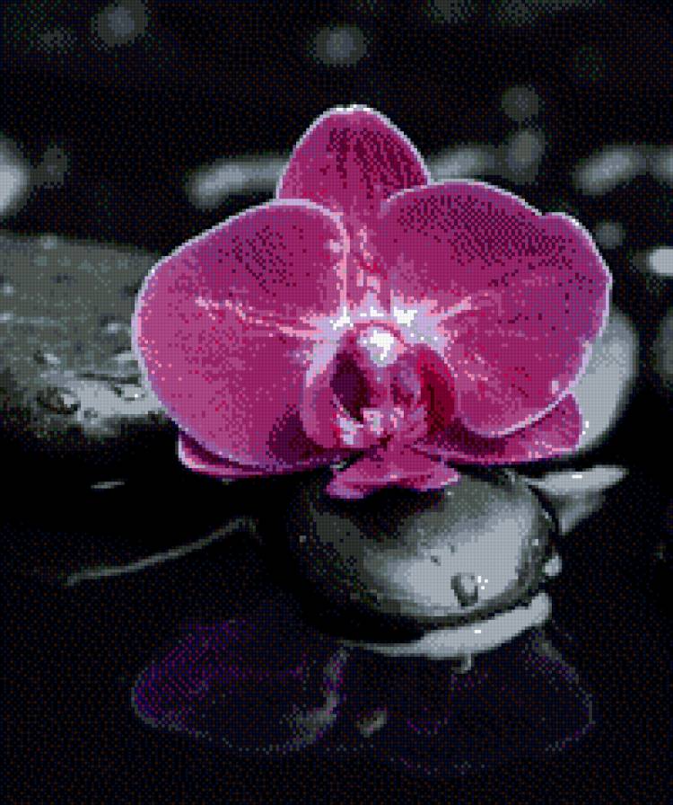 орхидея 3 - предпросмотр