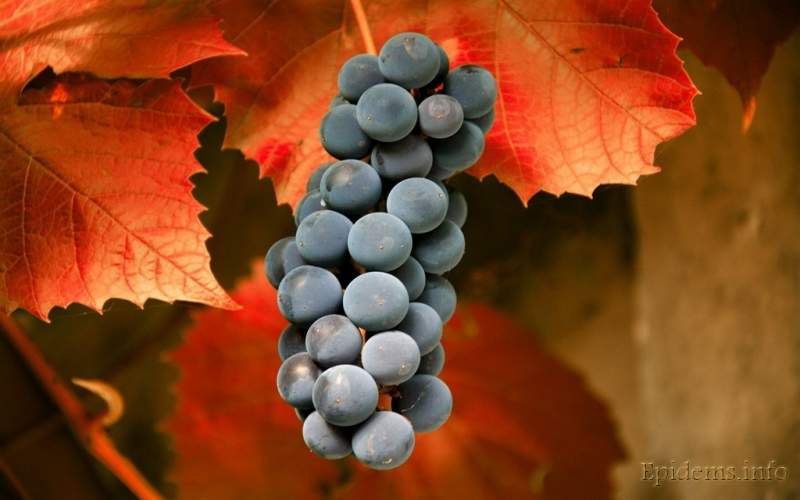 Виноград - виноград, осень, природа - оригинал