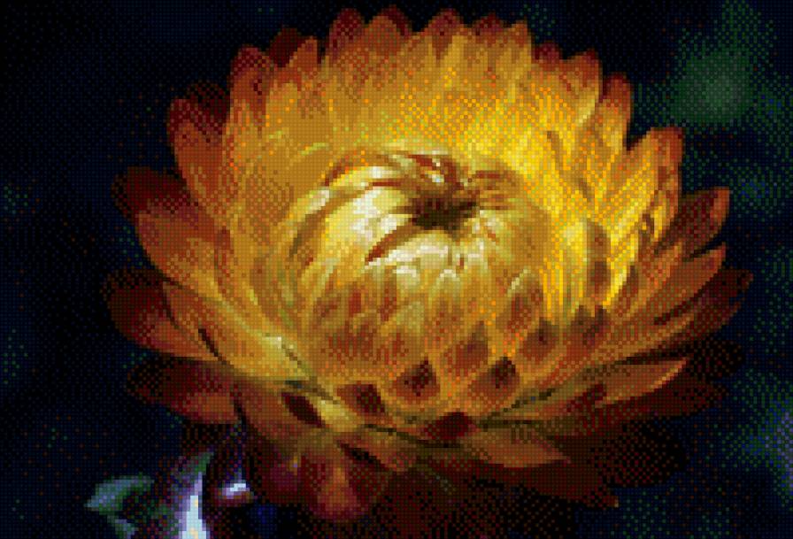 цветок - бессмертник, цветок, гелихризиум - предпросмотр