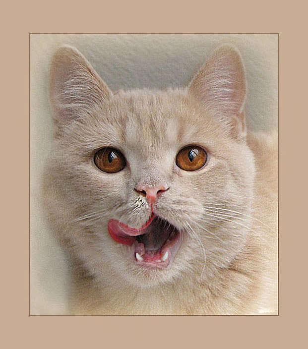 что на обед? - глаза, кот, кухня, кошка - оригинал