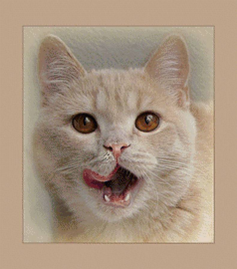 что на обед? - кошка, кот, кухня, глаза - предпросмотр