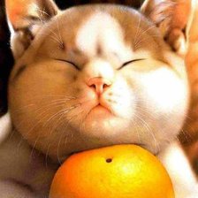 Оригинал схемы вышивки «кот с апельсином» (№491402)