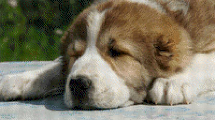 щенок среднеазиатской овчарки - собаки, животные - предпросмотр