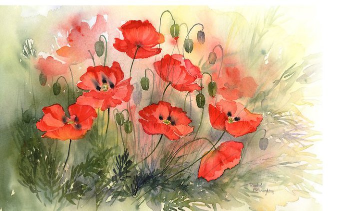 Маки - поле, цветы, маки - оригинал